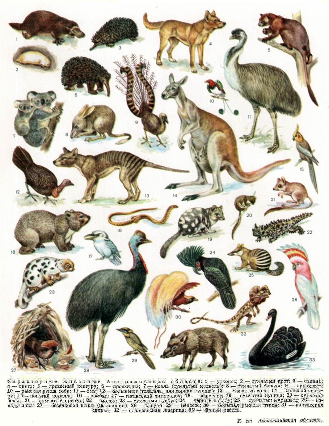 Какие звери находятся. Представители фауны Австралии. Животные обитающие в Австралии. Названия животных Австралии. Млекопитающие Австралии.