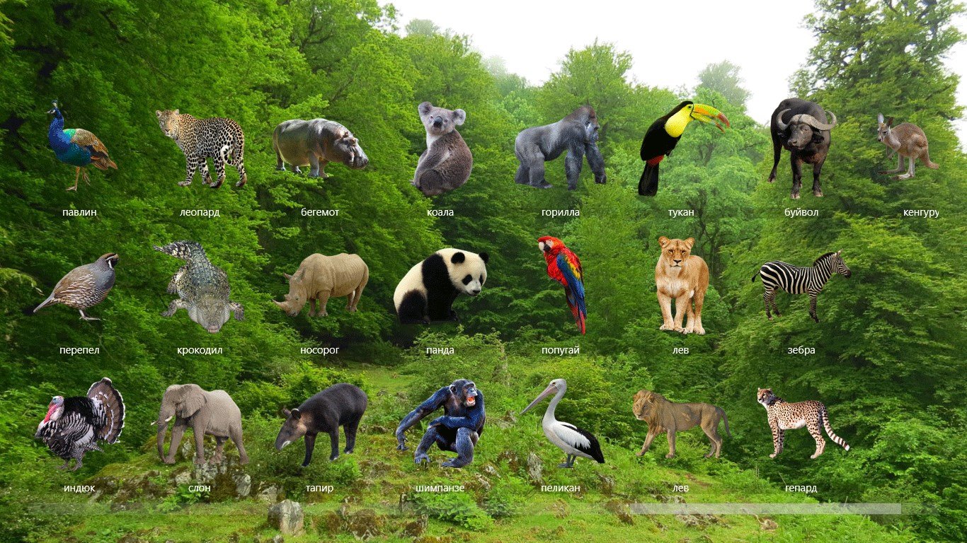 Какие звери находятся. Тропический лес животные. Животные которые обитают в тропиках. Животные обитающие в тропических лесах. Обитатели тропического леса животные.