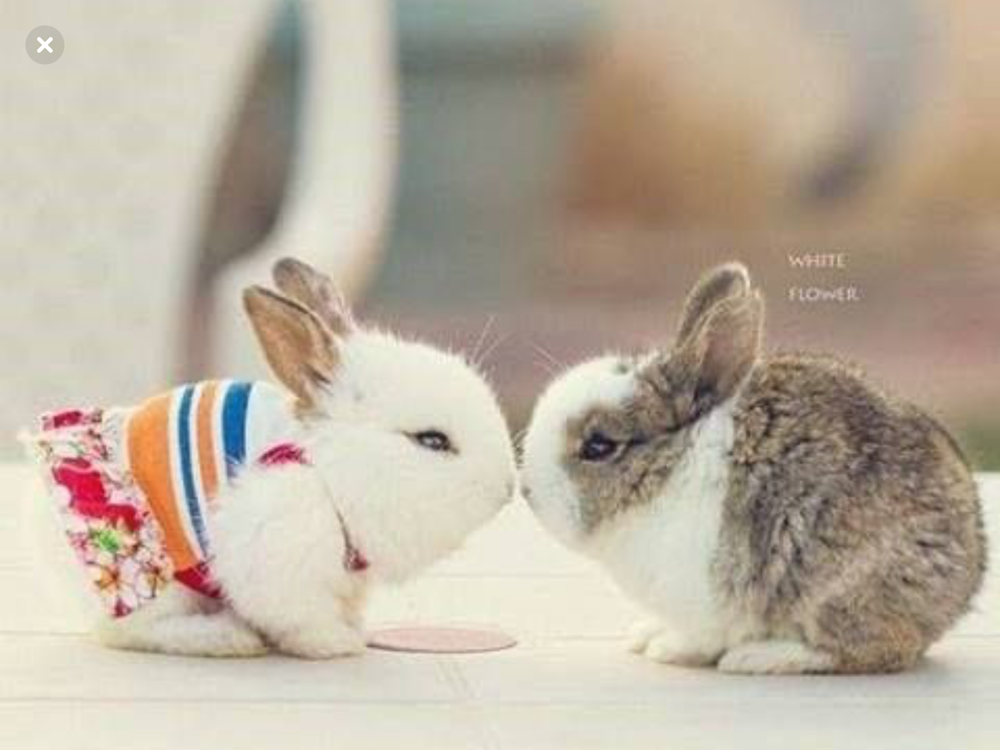 Зайка целует. Милые зайчики. Влюбленные КРОЛИКИКРОЛИКИ. Влюбленные кролики. Кролики обнимаются.