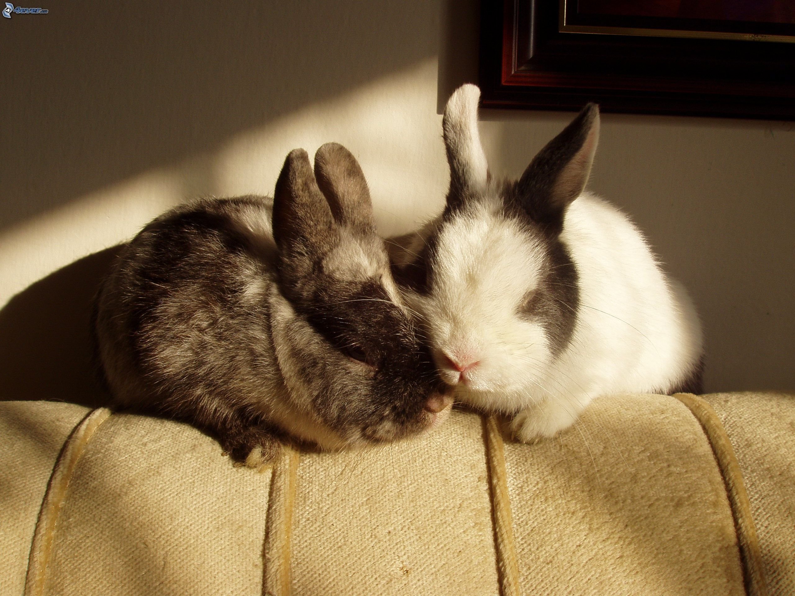 Зайка целует. Кролик. Спящие кролики. Два кролика.