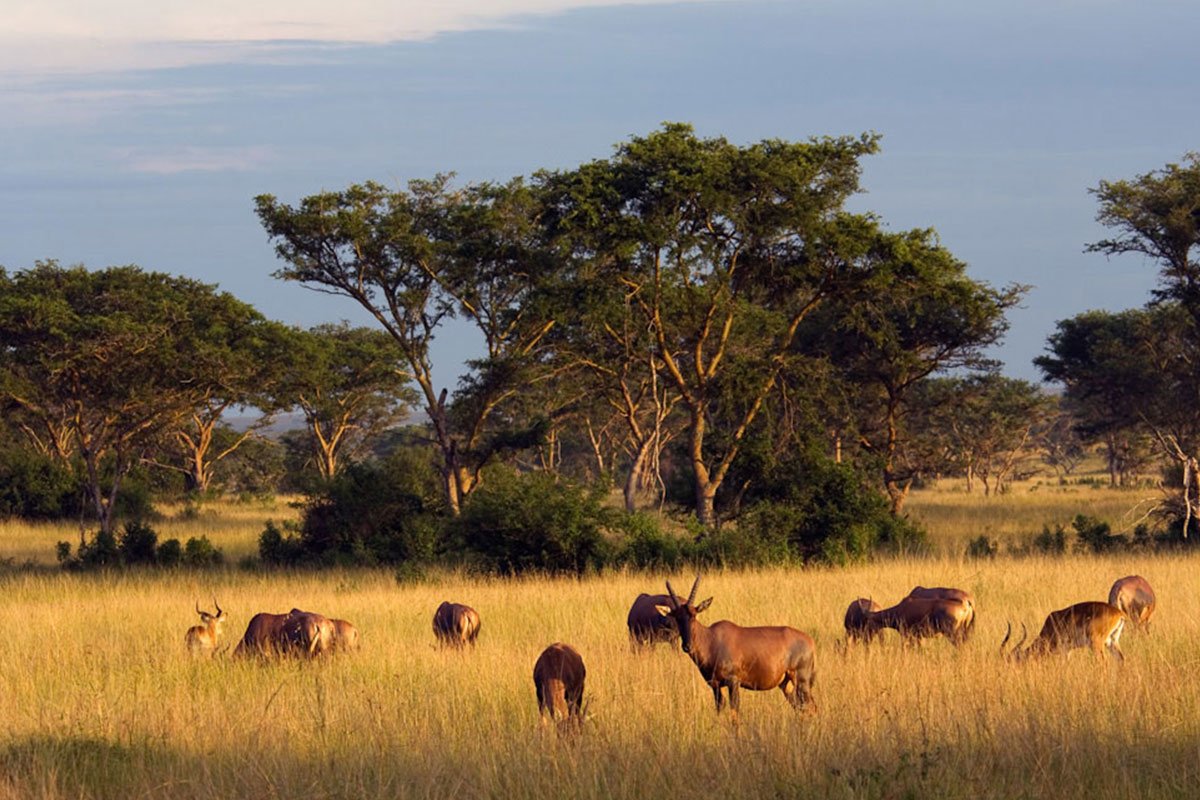Национальный парк каким названием есть в африке. Национальный парк королевы Елизаветы. Уганда парк Queen Elizabeth Park. Нац парк Уганды. Национальный парк королевы Елизаветы в Уганде фауна.