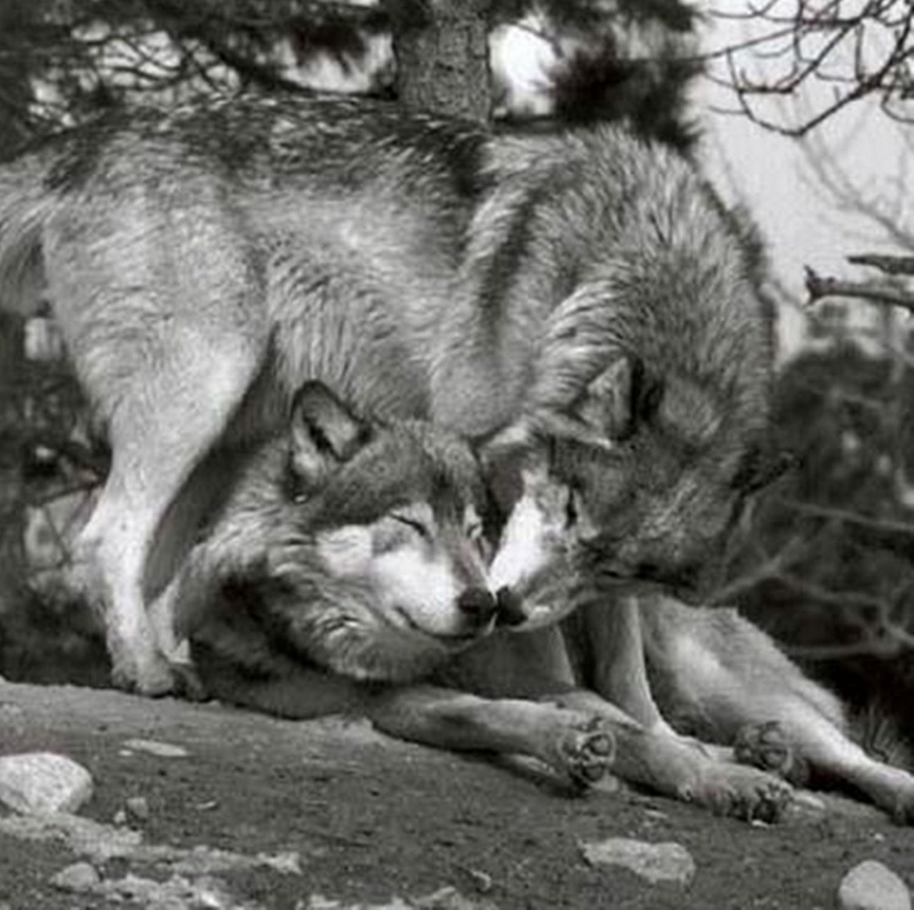 Мамы про волков. Волки пара. Волки преданность. Волк и волчица.