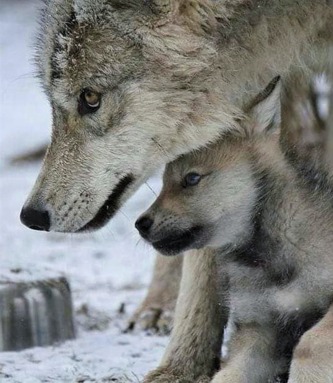 Мамы про волков. Волк волчица и Волчонок. Волк с волчатами. Волчица с волчатами. Красивый Волчонок.