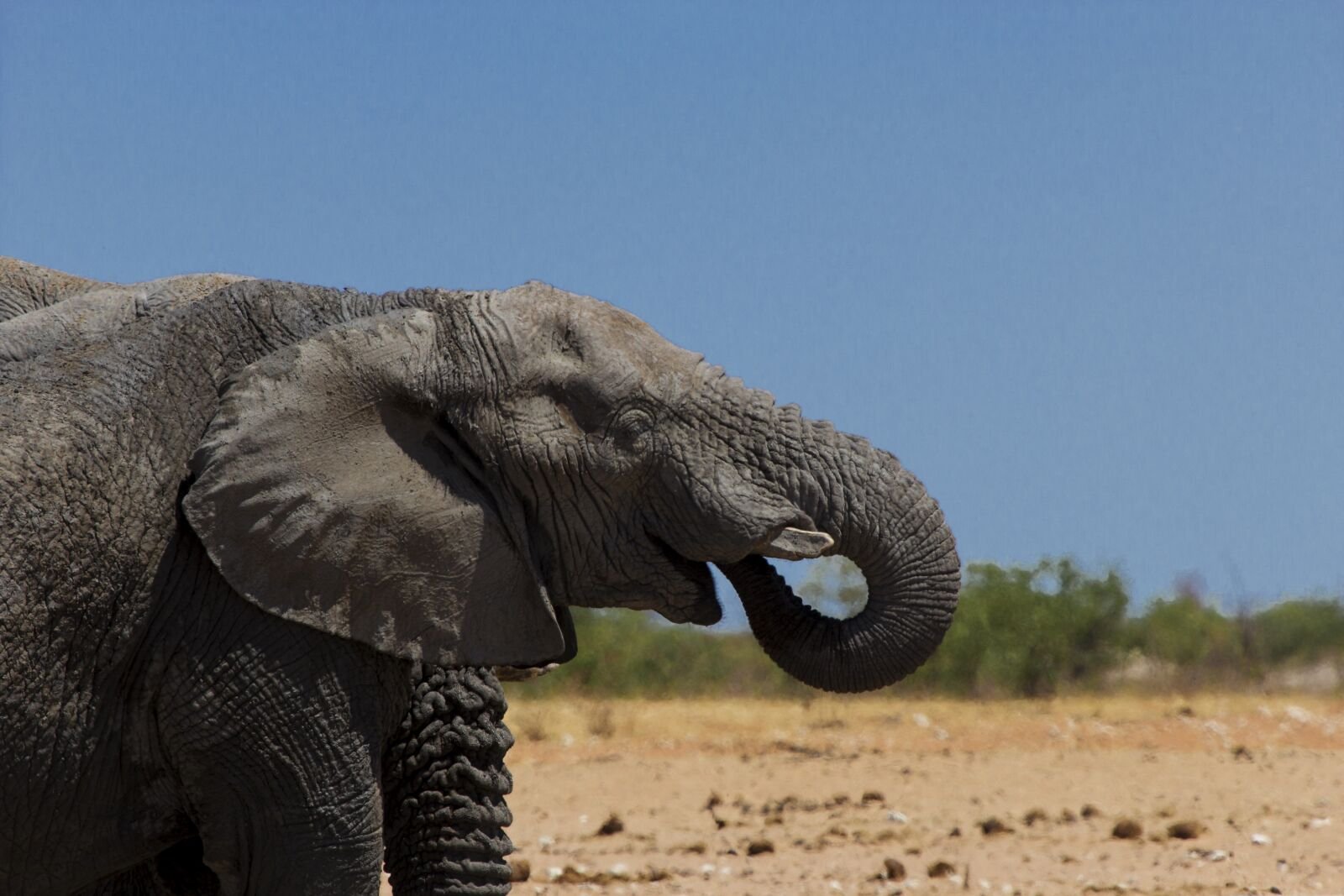 Ухо африканского слона. Слоны фото. Слон серый. Уши слона.