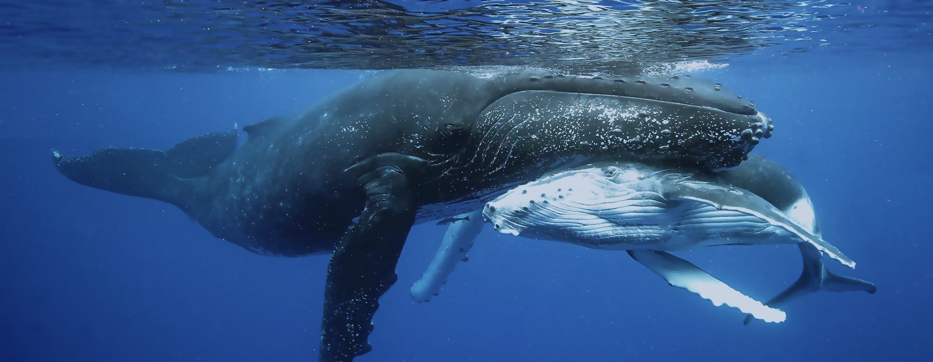 Какие отношения между китом и тунцом. Кит Горбач. Самка горбатого кита. Горбатый кит с детенышем. Горбатый кит Доминикана.