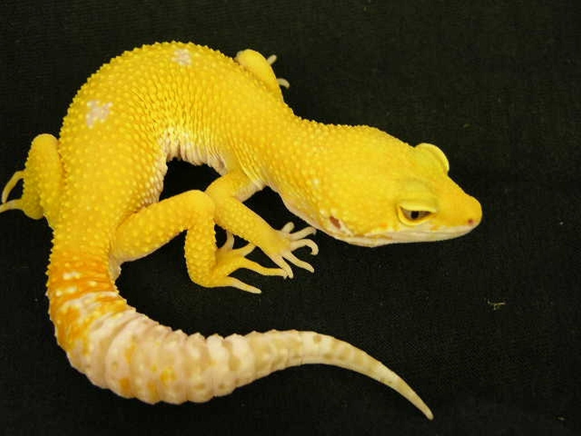 Черно желтая ящерица. Геккон эублефар желтый. Ящерица геккон эублефар. Ящерица эублефар желтая. Эублефар желтый.