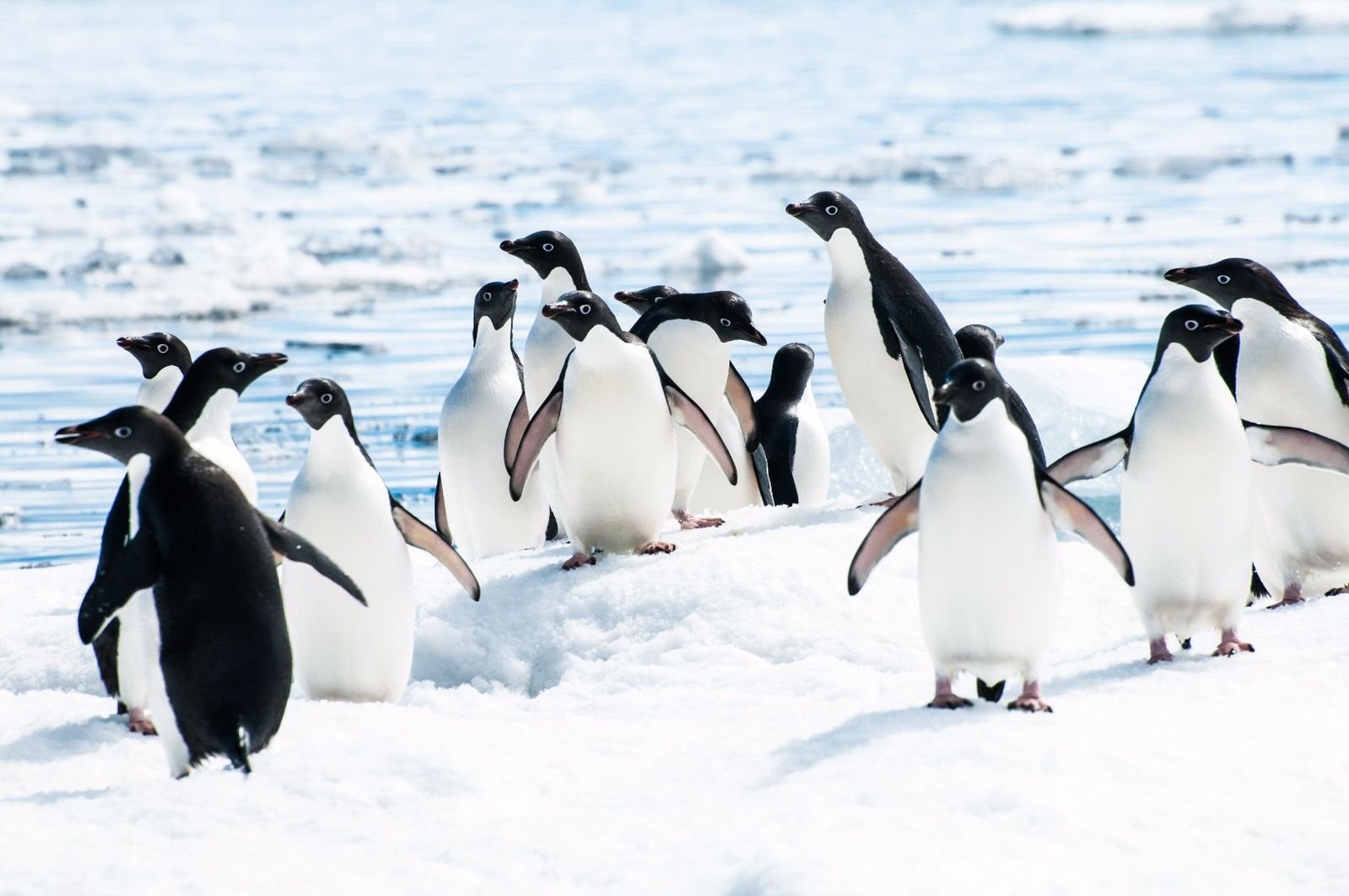Где есть пингвины. Королевский Пингвин. Императорский Пингвин семья. Пингвин Норденшельда. Пингвины в природе.