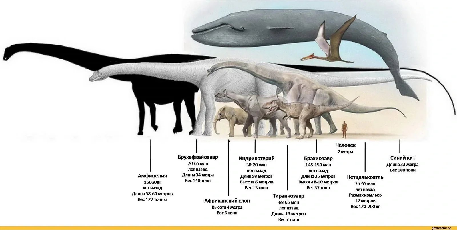 Какую длину имеют животные. Амфицелия динозавр. Самый большой динозавр амфицелия. Диплодок Аргентинозавр. Динозавр амфицелия Размеры и масса.