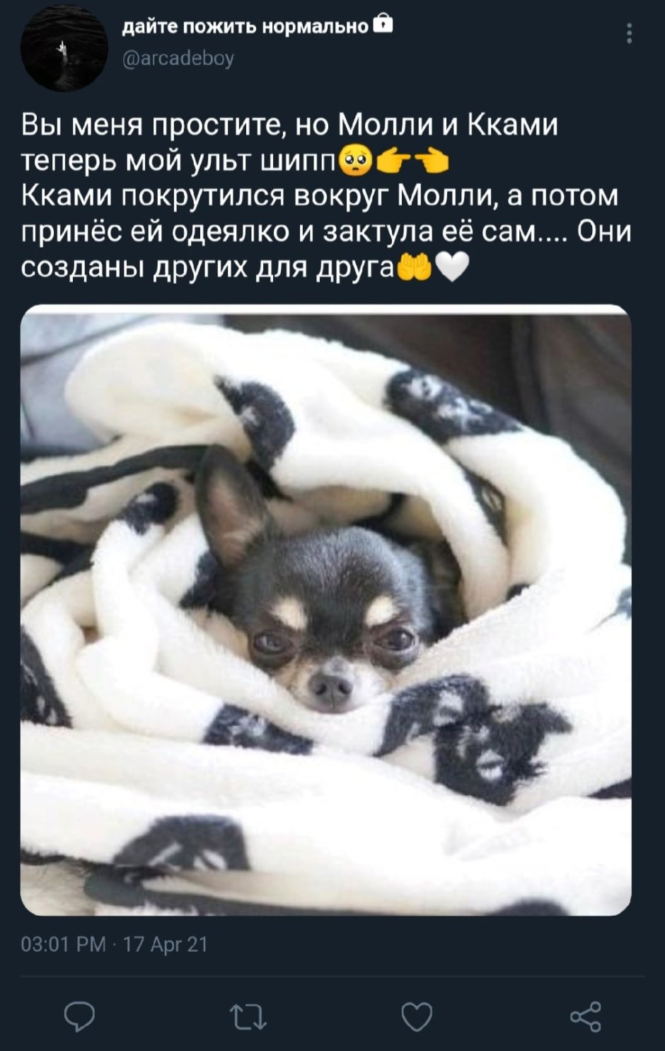Маленькая собачка в одеяле