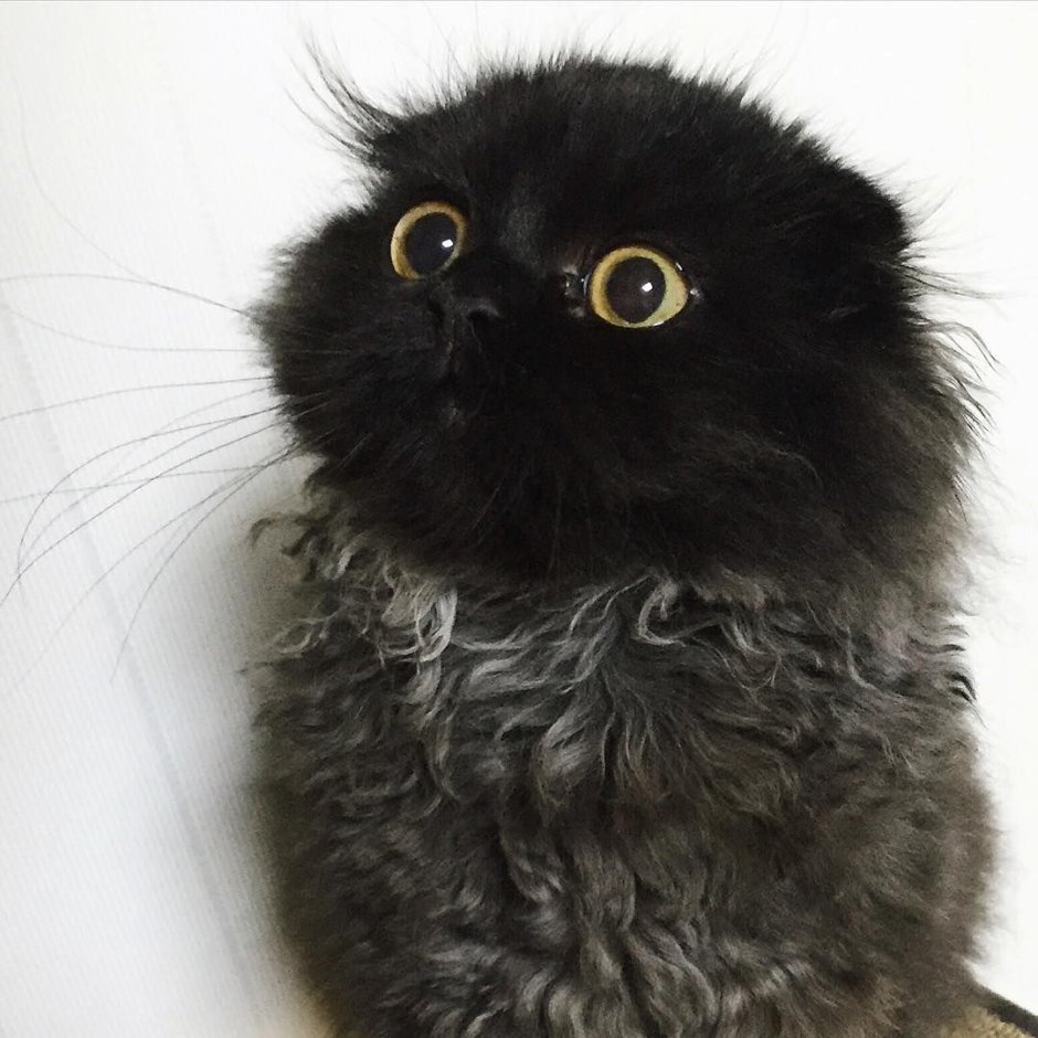 Кот Гимо порода
