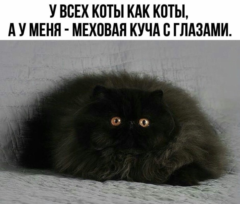 Ангорский кот черный пушистый