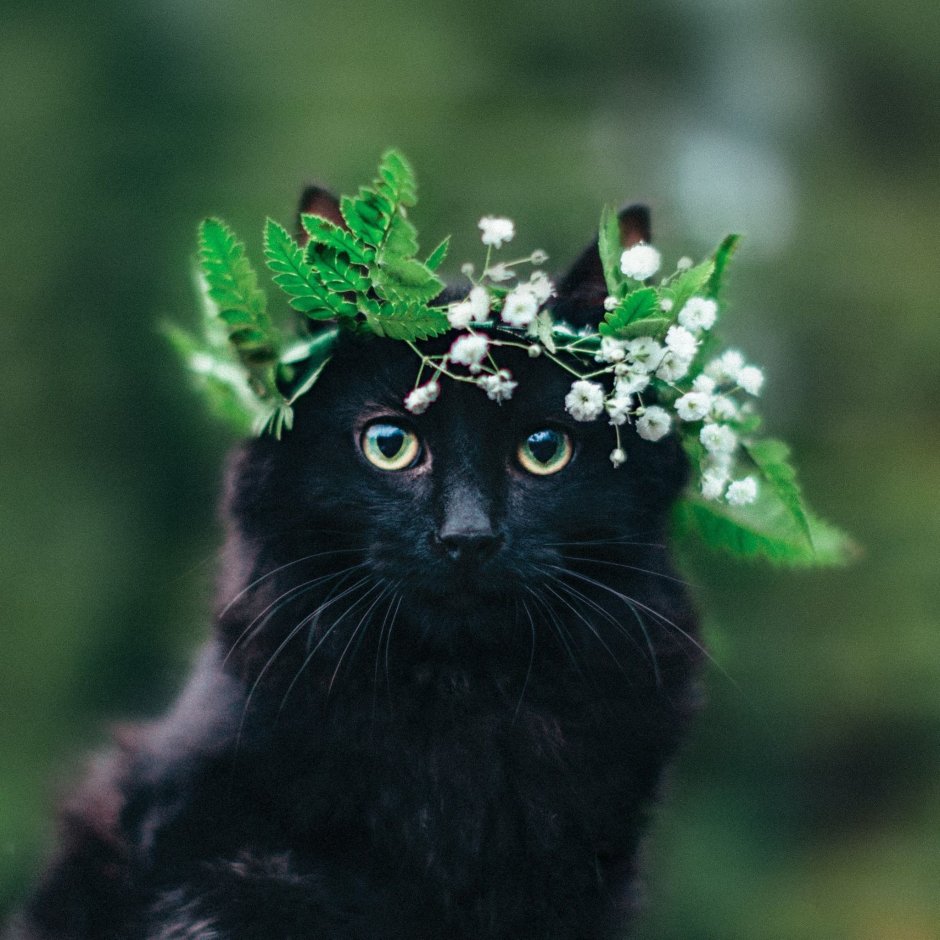 Гетерохромия у кошек чёрных