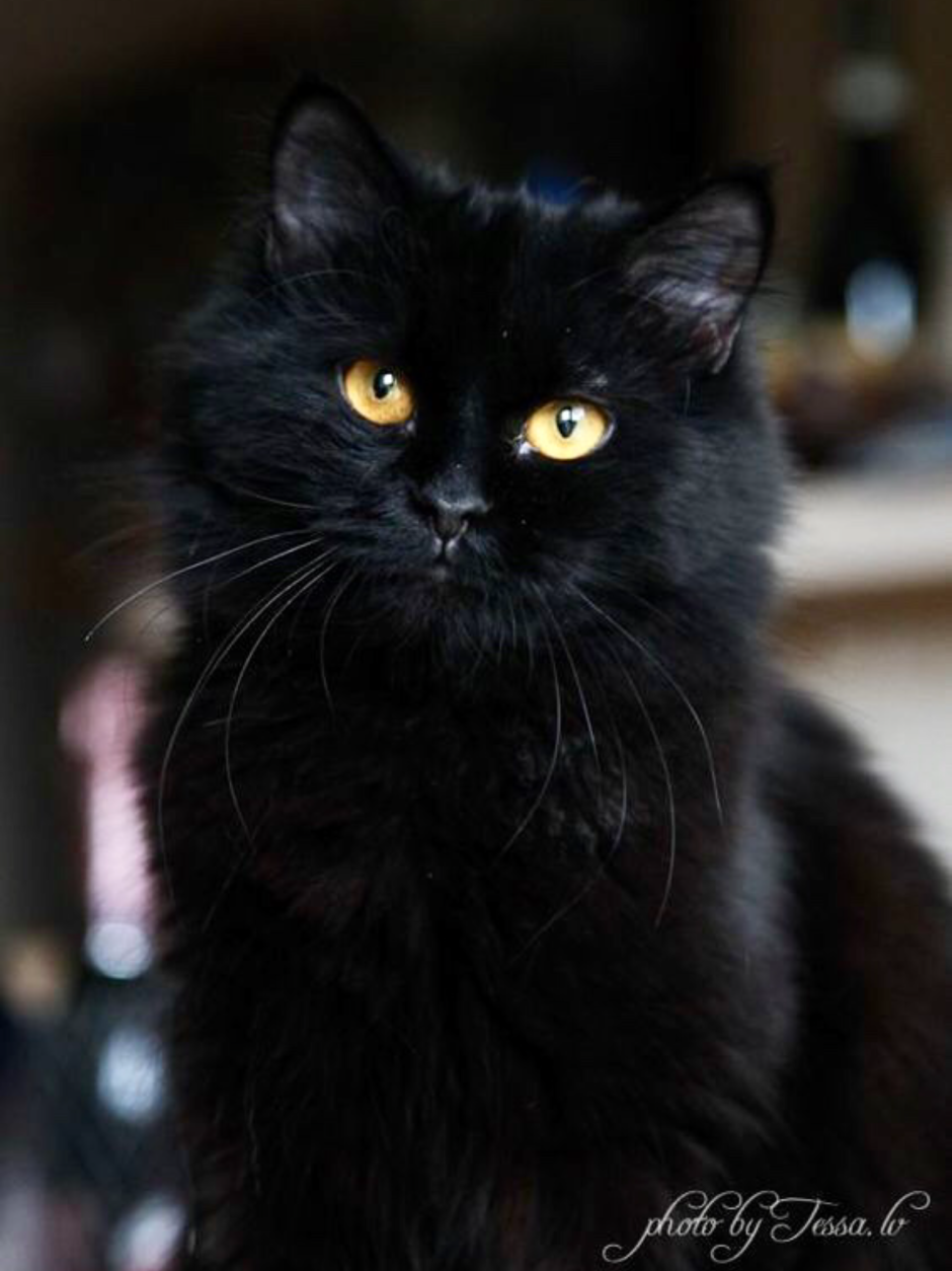 Черный Сибирский котенок