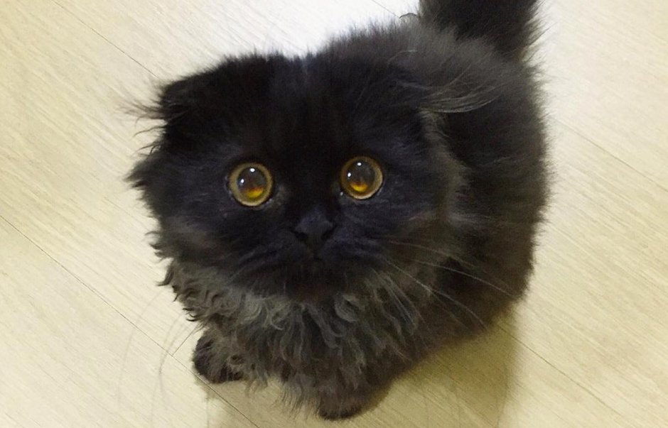 Кошки маленькие черные пушистые