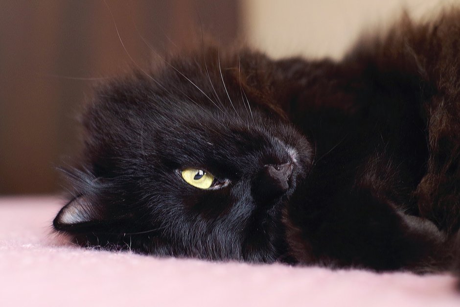 Смешной черный котенок