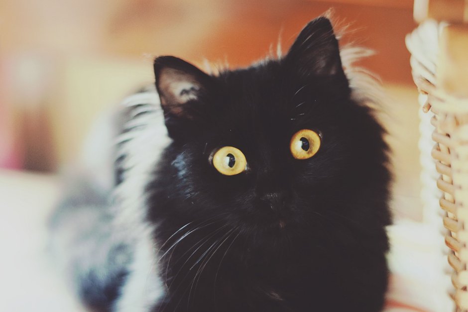 Мой черный кот