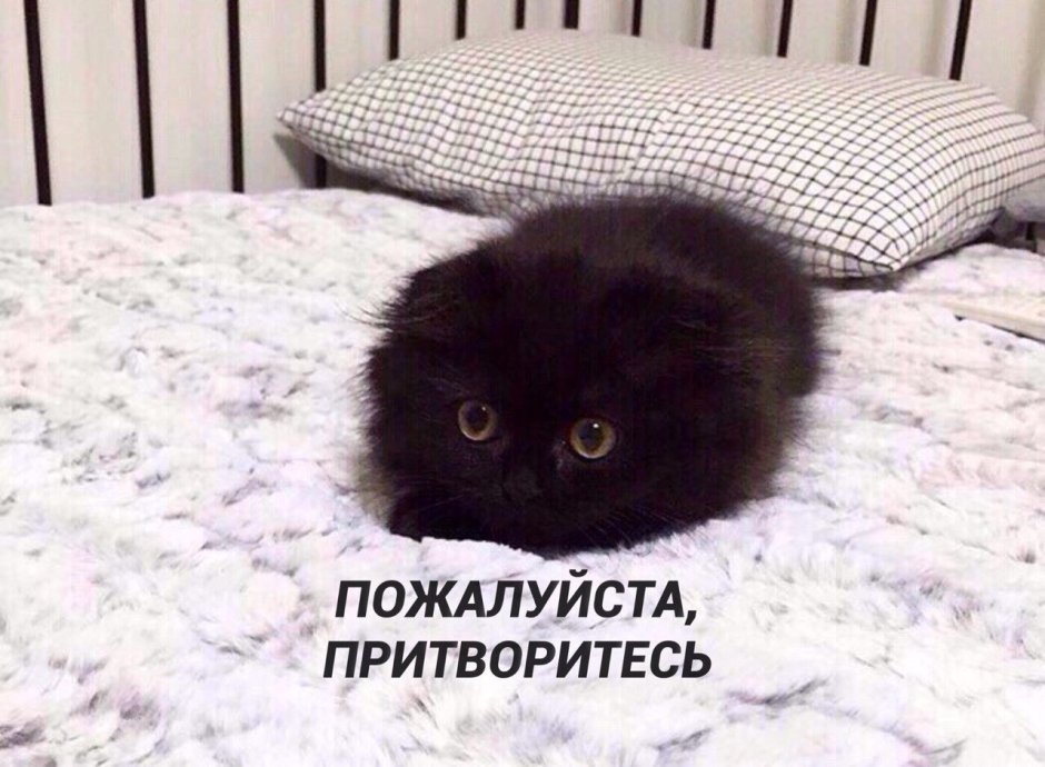 Черные коты сохры