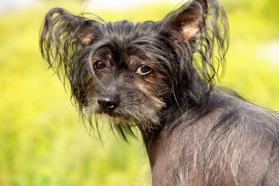 Chinese Crested hairless hairy