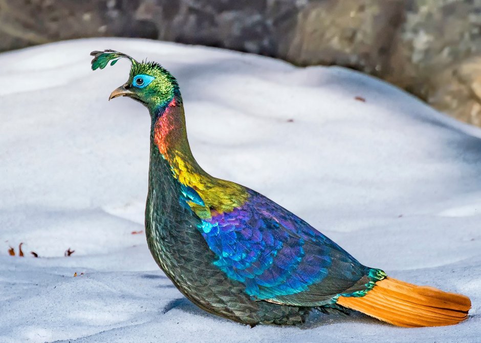 Гималайский монал Lophophorus impejanus