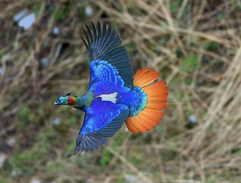 Гималайский монал Lophophorus impejanus