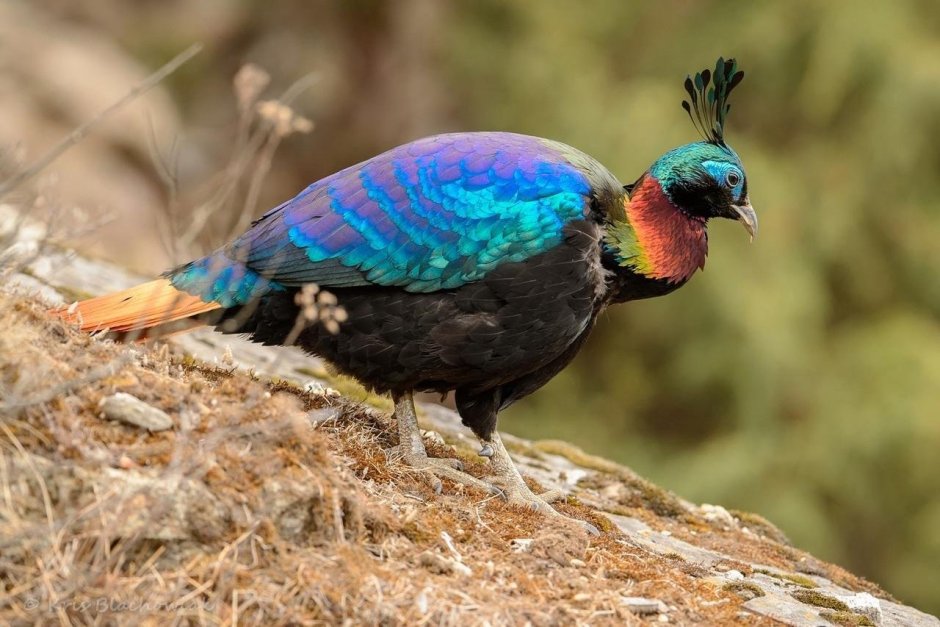 Гималайский монал Lophophorus impejanus