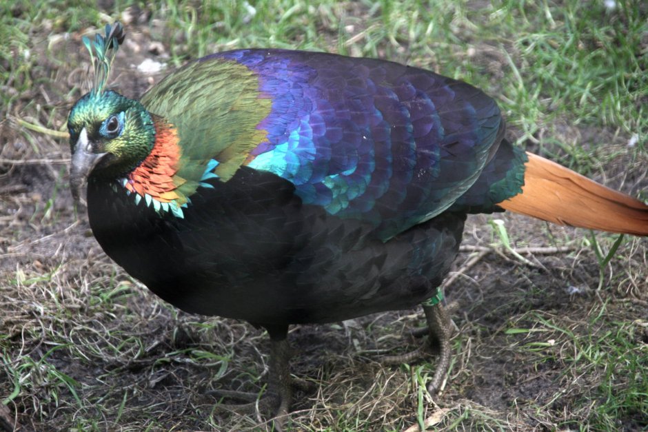 Гималайский монал Lophophorus impejanus