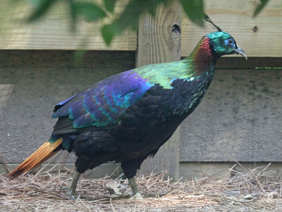 Гималайский монал Lophophorus impejanus