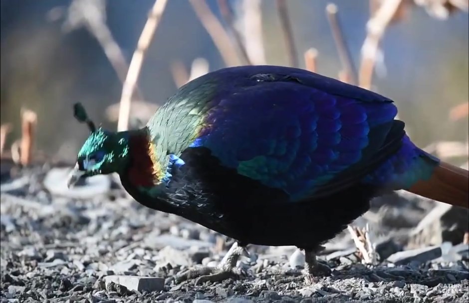 Гималайский монал Lophophorus impejanus