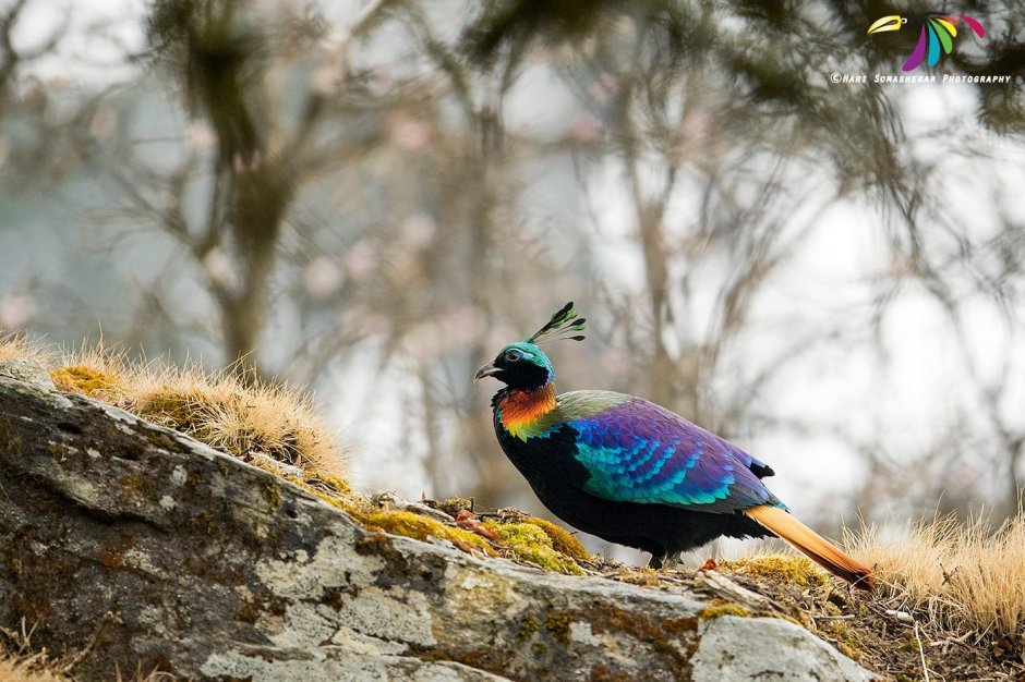Lophophorus sclateri
