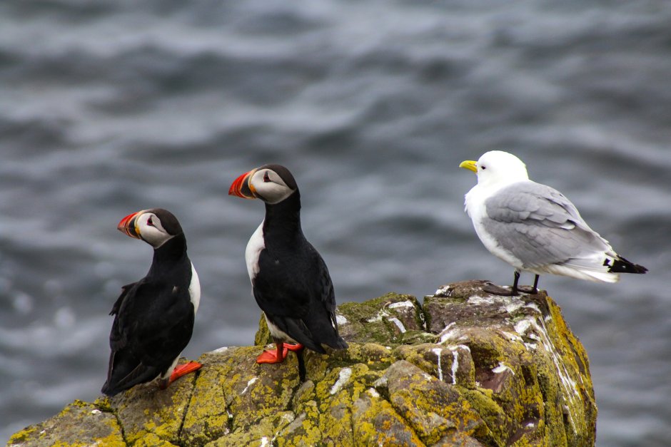 Puffin Iceland