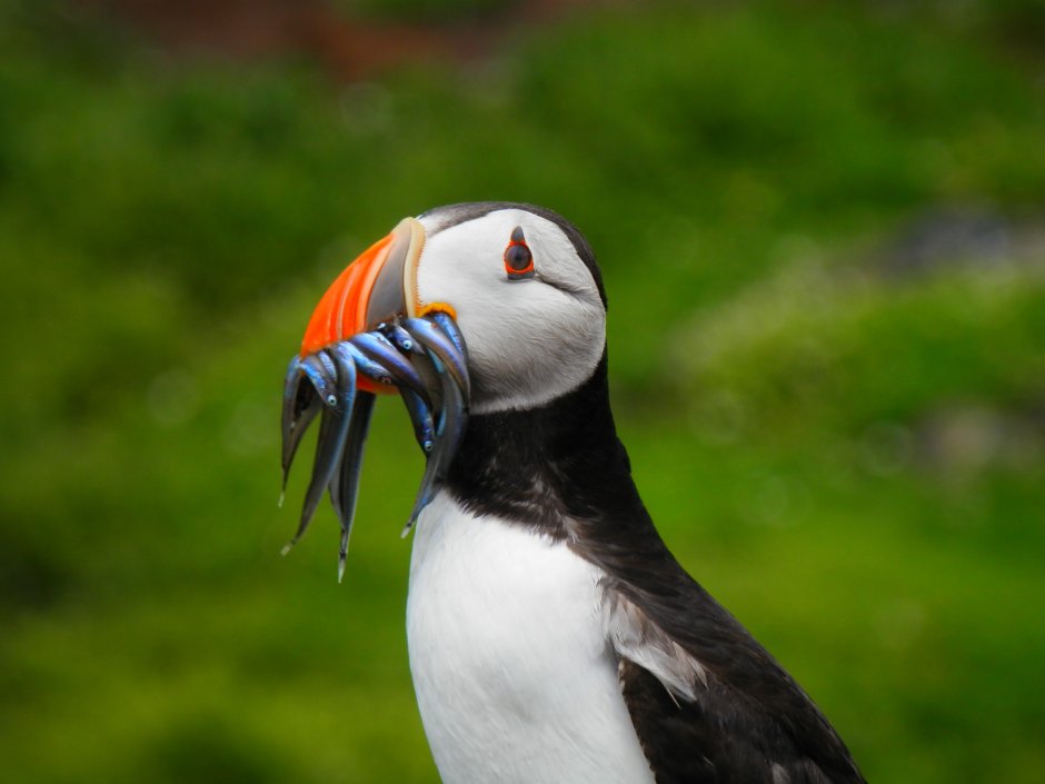 Puffins птица тупик