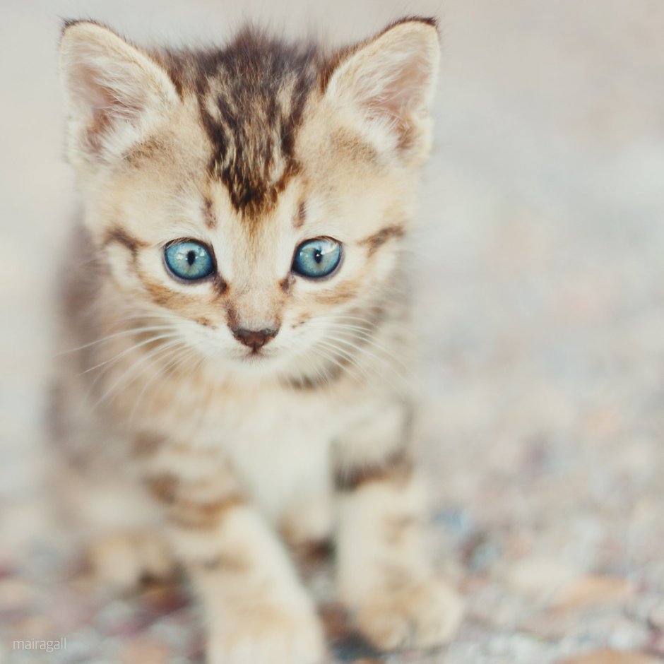 Котики для эстетики