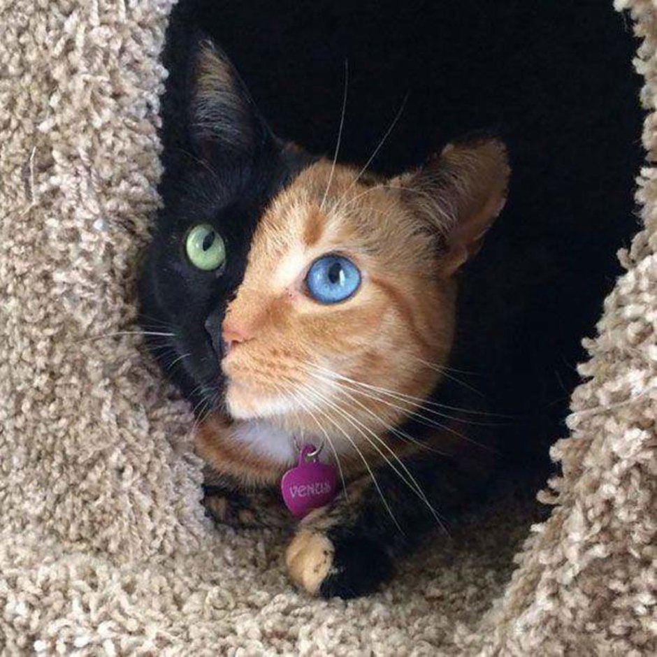 Коричневый котик Эстетика