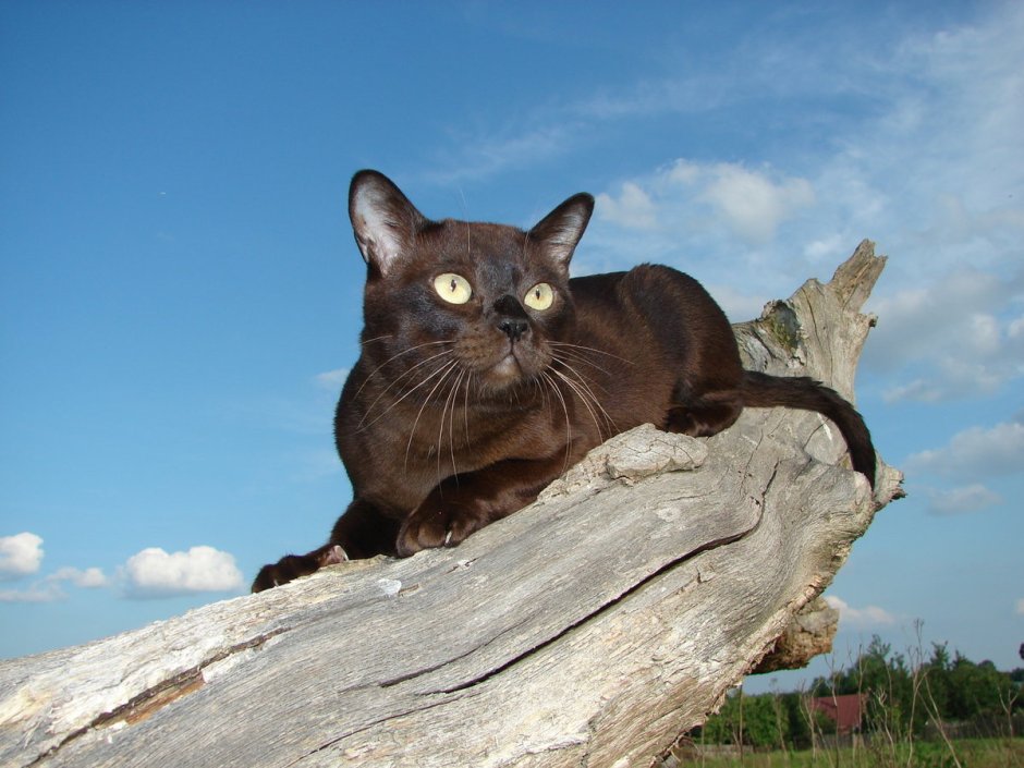 Европейский бурманский кот