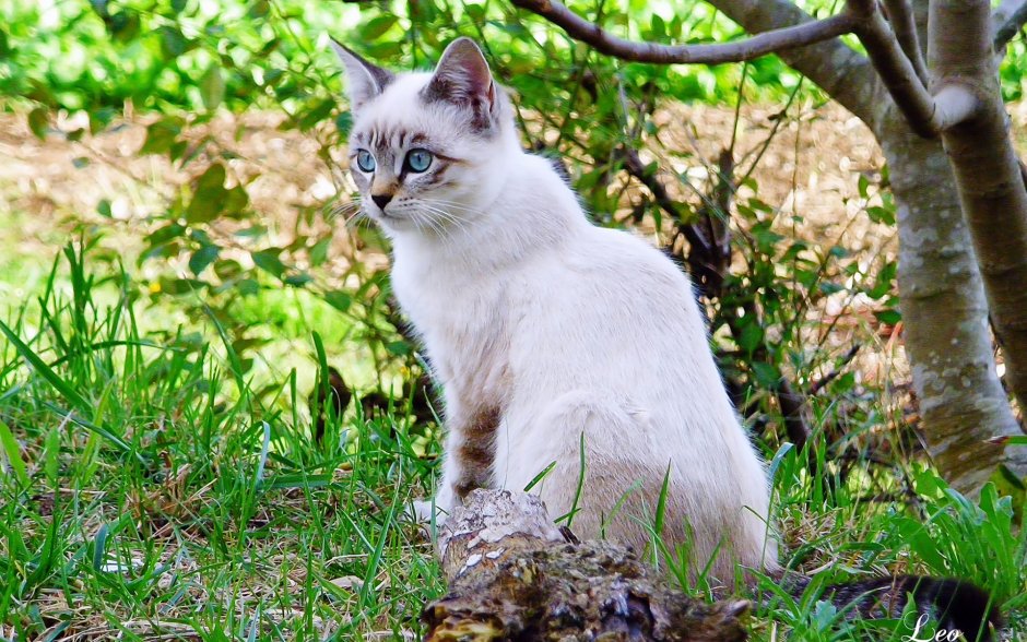Балинезийская кошка полосатая