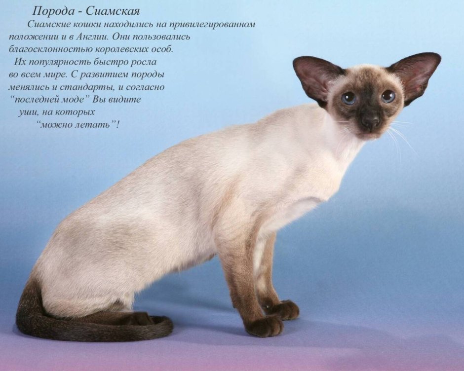 Кошачья Эстетика