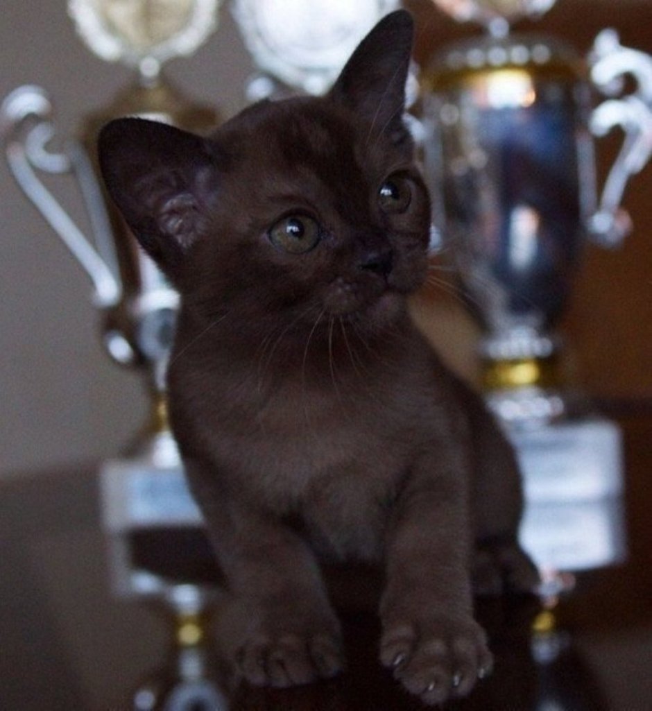 Милые котики Эстетика