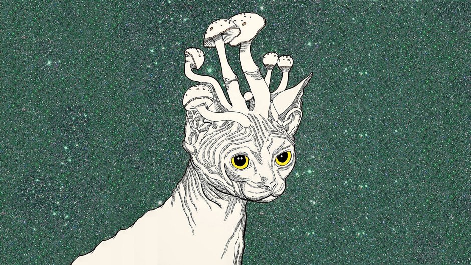 Двуликая кошка Венера