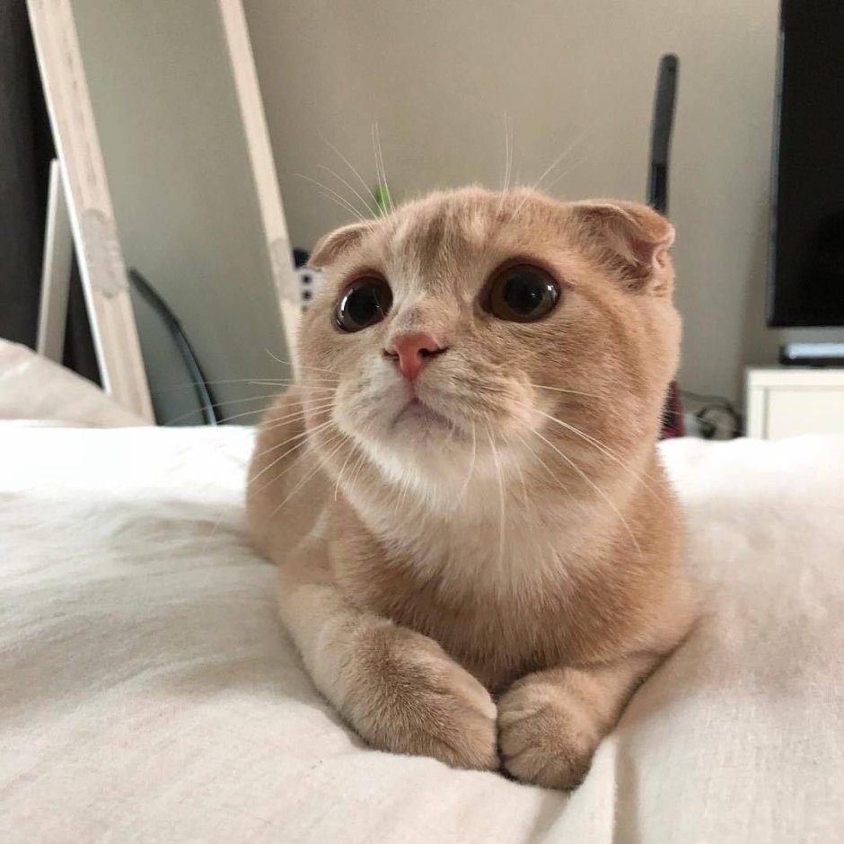 Котики для эстетики