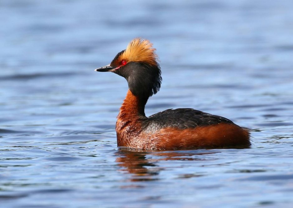 . Большая поганка (чомга) Podiceps cristatus