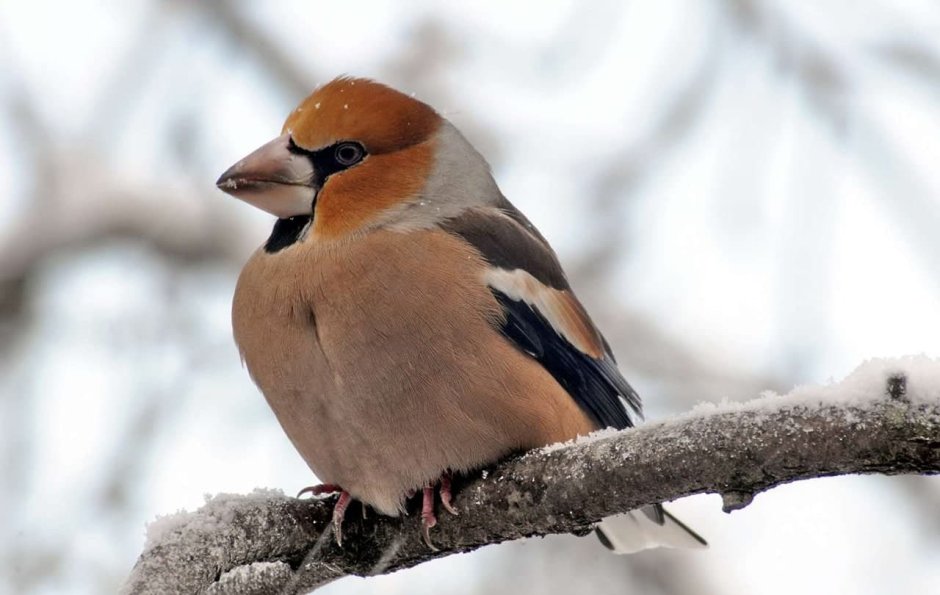 Дубонос coccothraustes coccothraustes