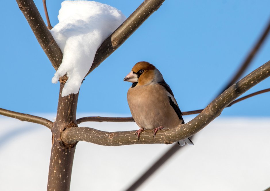 Дубонос coccothraustes coccothraustes