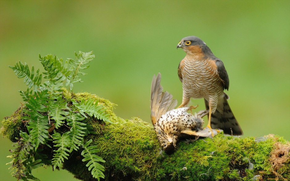 Wood Thrush