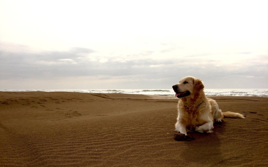 Admiral Beach лабрадор
