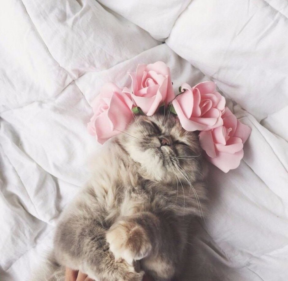 Кошка ласковая