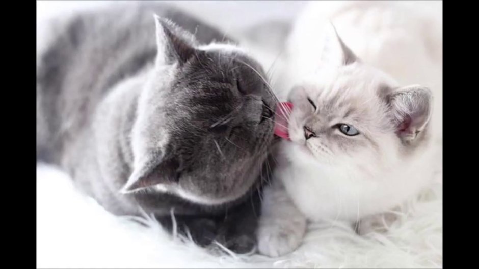 Котик целует