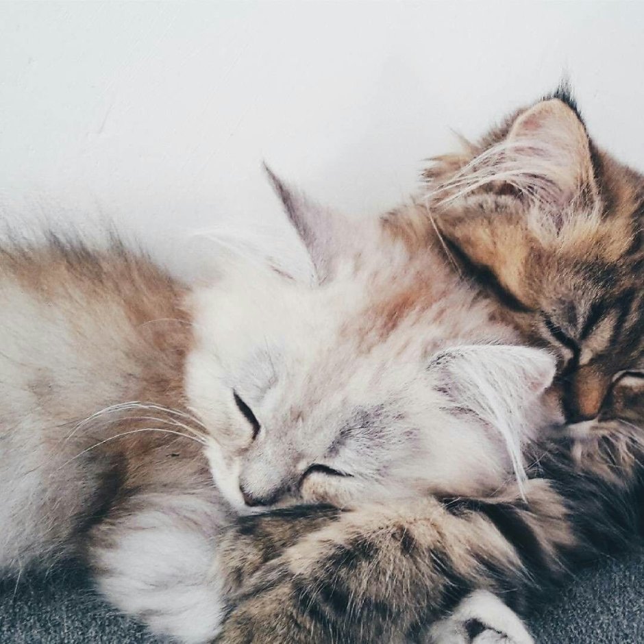 Коты обнимаются Эстетика