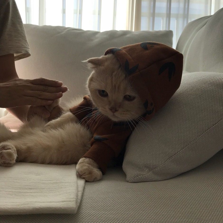 Котята Эстетика