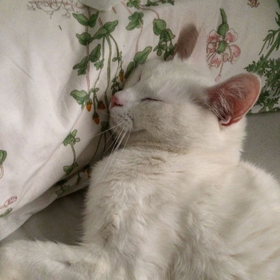 Котики Эстетика