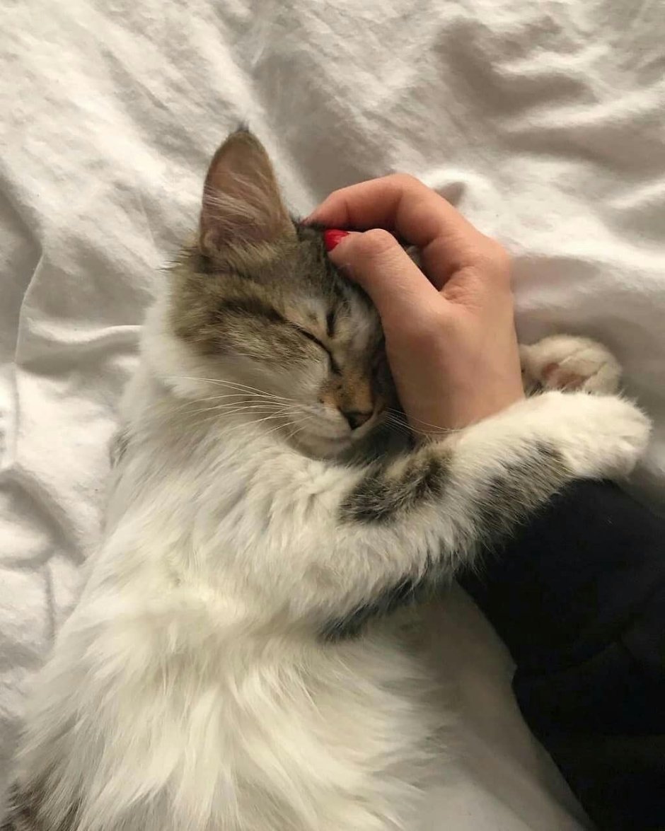 Кот Эстетика